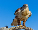 Soronan Desert Museum  Red-tailed Hawk : Red-tailed Hawk