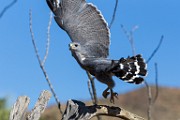 Soronan Desert Museum  Gray Hawk : Gray Hawk
