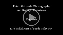 Death Valley 2016 Wildflowers