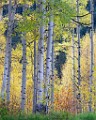 2017 Fall Colors  11  Colorado Fall Colors