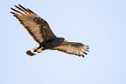Harris's Hawk  Harris's Hawk : Harris's Hawk