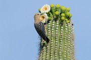 Gila Woodpecker  Gila Woodpecker : Gila Woodpecker
