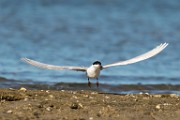 Forster's Tern - Sea of Cortez  Forster's Tern