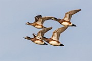 Canon 5DSR Test Shots - American Wigeon