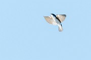 Colorad Birds  Tree Swallow : Swallow