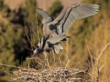 Colorado Birds - Great Blue Heron  Colorado birds