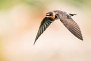Barn Swallow  Barn Swallow : Barn Swallow