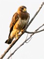Red-tailed Hawk  Red-tailed Hawk : Red-tailed Hawk