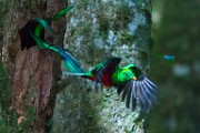 Costa Rica  Resplendent Quetzal - Male : Resplendent Quetzal - Male