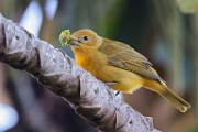 Costa Rica  Yellow Warbler : Yellow Warbler