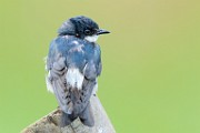 Costa Rica  Mangrove Swallow : Mangrove Swallow
