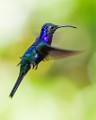 Costa Rica  Violet Sabrewing : Violet Sabrewing