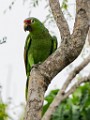 Costa Rica  Red-lored Parrot : Red-lored Parrot