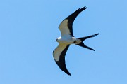Costa Rica  Swallow-tailed Kite : Swallow-tailed Kite