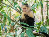 Costa Rica  White-Faced or Capuchin Monkey : White-Faced or Capuchin Monkey