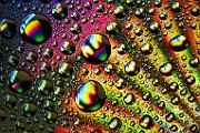 Water Droplets Macro Photography  Macro Photography : Macro Photography