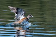 American Wigeon - sequence 5 of 5 : Bird in Flight