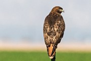 Red-tailed Hawk : Bird in Flight