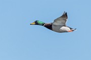 Mallard Duck : Bird in Flight
