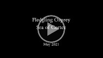 Fledgling Osprey