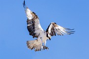 Sea of Cortez  Osprey : Osprey