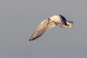 Sea of Cortez  Least Tern - Nonbreeding : Least Tern - Nonbreeding