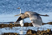 Peter Shinyeda Photography : Mexico, Sea of Cortez, Great_Blue_Heron
