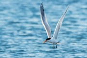 Sea of Cortez, Mexico  Royal Tern : Royal Tern