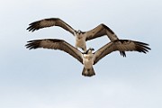 Sea of Cortez Birds -  Osprey : Long-billed Curlew
