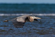 Blue Heron - Sea of Cortez