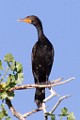 Sigma 150-600mm Test Shots  Double-crested Cormorant