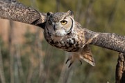 Soronan Desert Museum  Great Horn Owl : Great Horned Owl