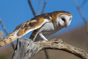Soronan Desert Museum  Barn Owl : Barn Owl