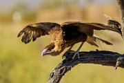Soronan Desert Museum  Crested Caracara - Juvenile : Crested Caracara - Juvenile