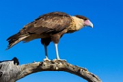 Soronan Desert Museum  Crested Caracara - Juvenile : Crested Caracara - Juvenile