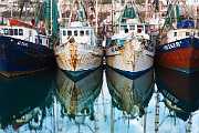 Peter Shinyeda Photography  Shrimp Boats, Sea of Cortez, Mexico : Mexico, Sea_of_Cortez, Shrimp_Boats