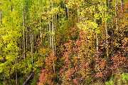 Peter Shinyeda Photography  Fall in Colorado : Colorado, Dallas_Diviide_Area