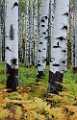 Peter Shinyeda Photography  Ferns and Aspens, near McClure Pass, Colorado : Colorado, McClure_Pass