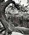Peter Shinyeda Photography  The "Old: Tree, Angles Landing, Zion National Park, Utah : Utah, Zion_NP, Angles_Landing