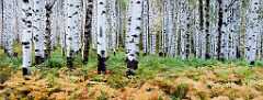 Peter Shinyeda Photography  Ferns and Aspens, near McClure Pass, Colorado : Colorado, McClure_Pass