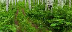 Peter Shinyeda Photography  Ferns and Aspens, near McClure Pass, Colorado : Colorado, McClure_Pass