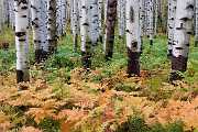 Peter Shinyeda Photography  Ferns and Aspens, near McClure Pass, Colorado : Colorado, McClure_Pass
