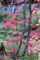 Peter Shinyeda Photography  Fall in Sedona, West Fork Trail, Arizona : Arizona, Sedona, West_Fork_Trail