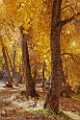 Peter Shinyeda Photography  Golden Cotton Trees, Canyon De Chelly, Arizona : Arizona, Canyon_De_Chelly, Cotton_Trees