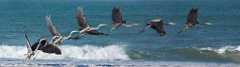 Peter Shinyeda Photography  Great Blue Heron in Motion, Sea of Cortez, Mexico : Mexico, Sea_of_ Cortez, Great_Blue_Heron, Birds