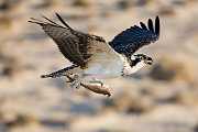 Peter Shinyeda Photography  Young Osprey in Flight, Sea of Cortez, Mexico : Mexico, Sea_of_ Cortez, Osprey, Birds