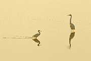 Peter Shinyeda Photography  Egrets in Tide Pool, Sea of Cortez, Mexico : Mexico, Sea_of_ Cortez, Egrets, Birds