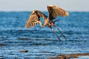 Peter Shinyeda Photography  Great Blue Heron, Sea of Cortez, Mexico : Mexico, Sea_of_ Cortez, Great_Blue_Heron, Birds
