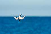 Peter Shinyeda Photography  Tern, Sea of Cortez, Mexico : Mexico, Sea_of_ Cortez, Terns, Birds