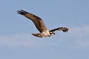 Peter Shinyeda Photography  Osprey, Sea of Cortez, Mexico : Mexico, Sea_of_ Cortez, Osprey, Birds